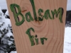 Balsam Fir Sign